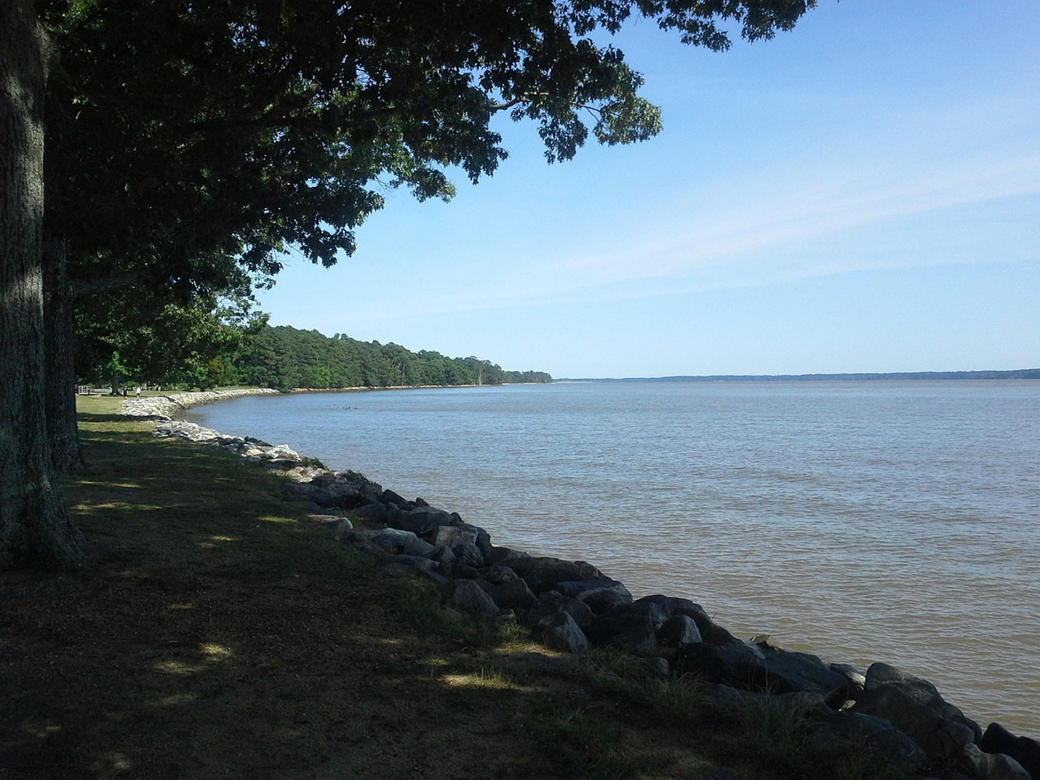 Trees giving shade on the side of James River in Virginia.