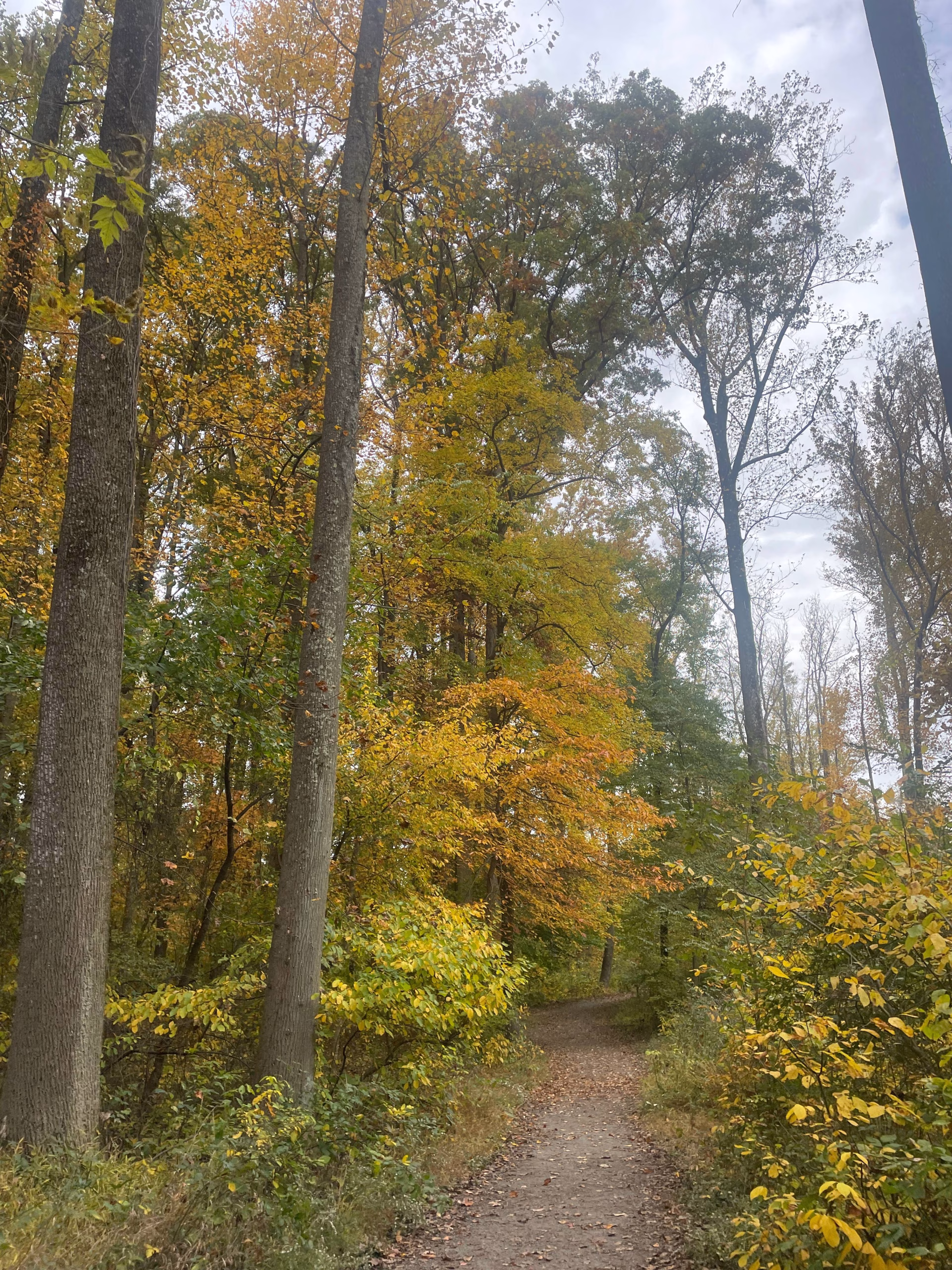Green and yellow trees in a forest in Virginia.