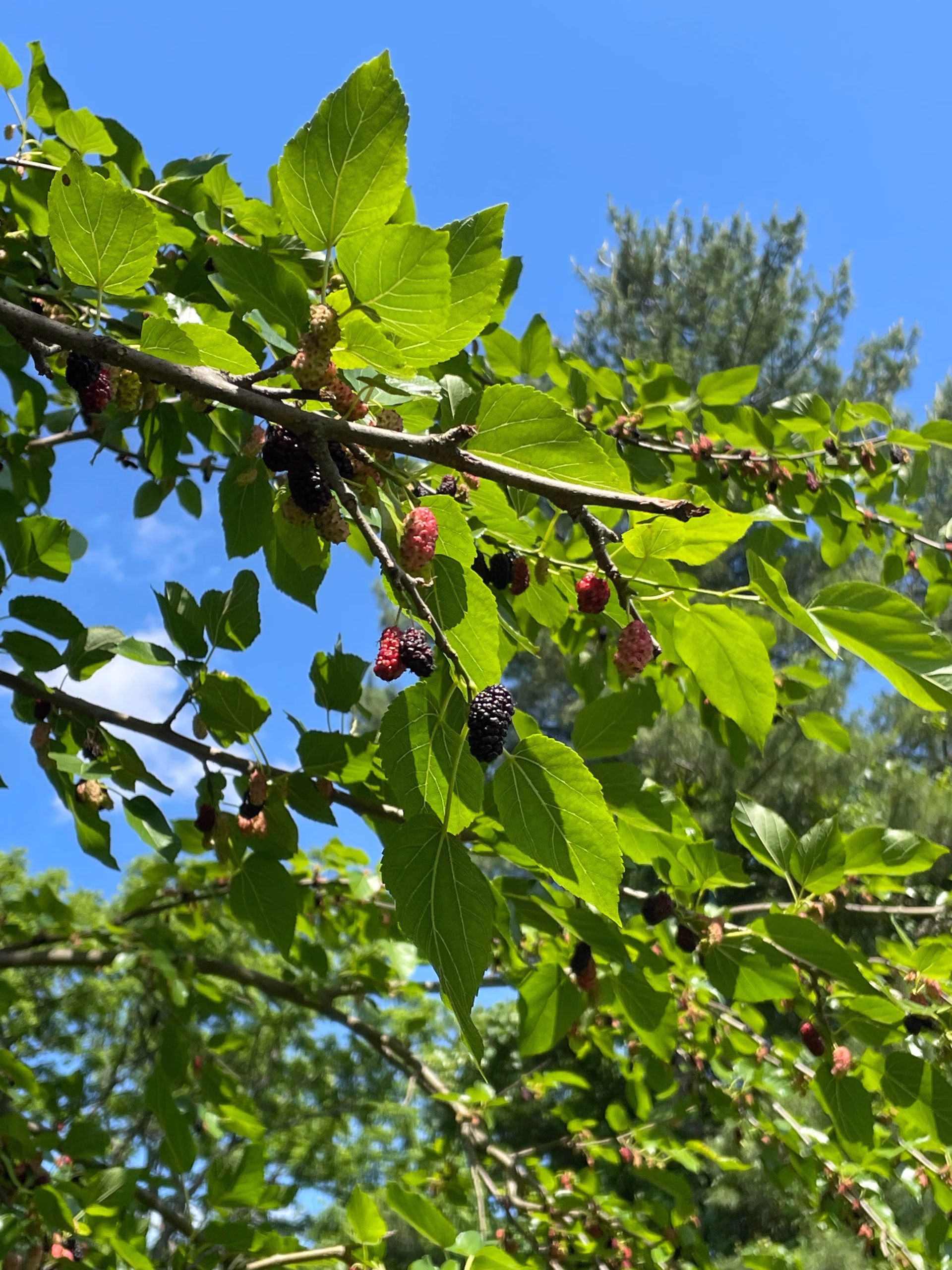 Mulberries on a tree.