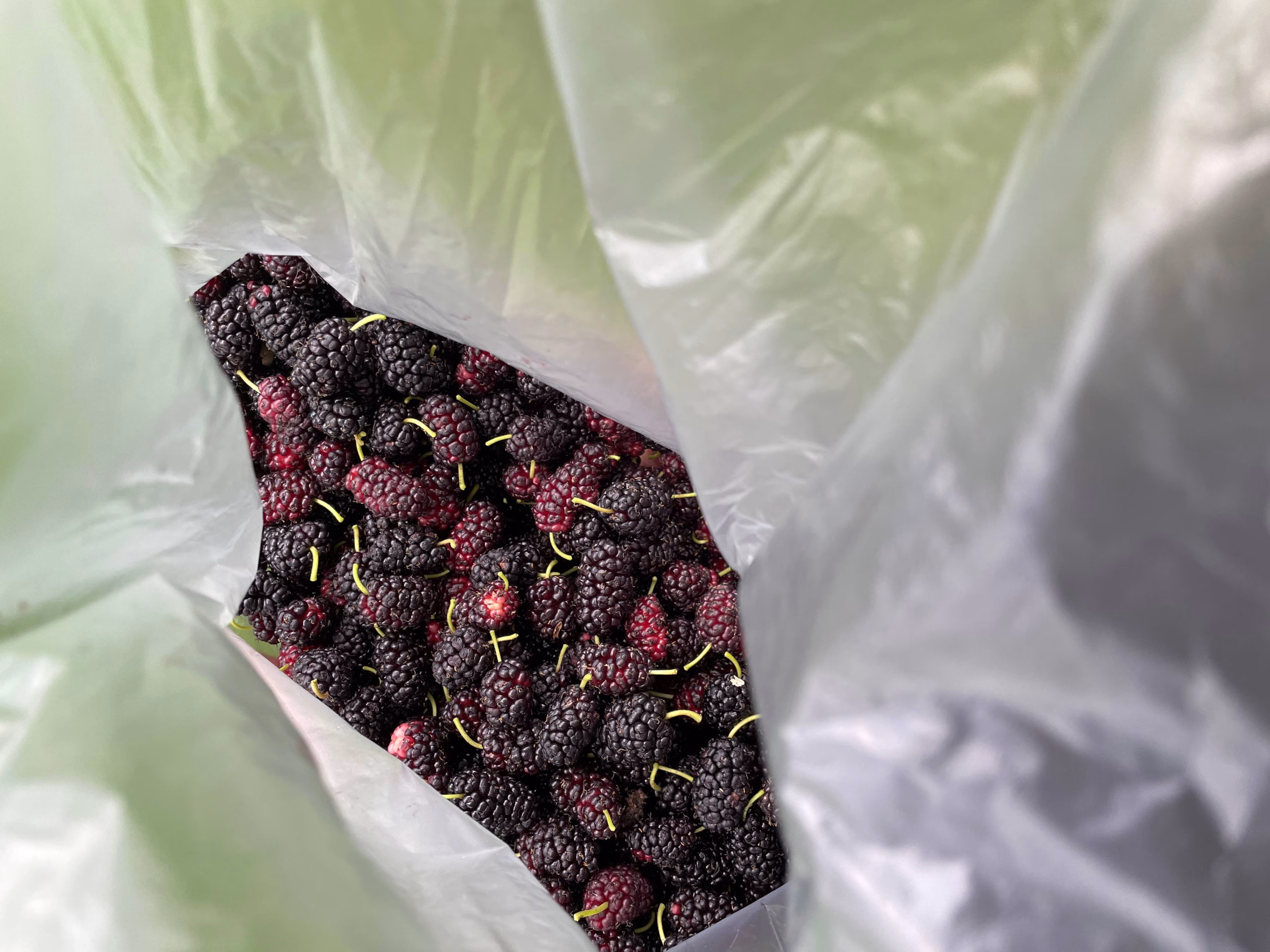 Mulberries in a plastic bag.