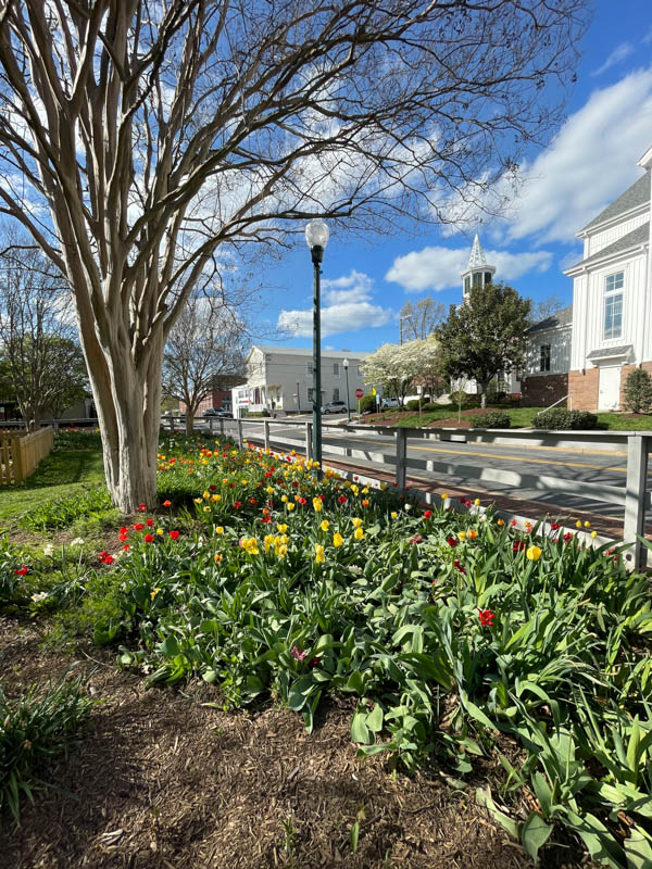 tulips on church street vienna va