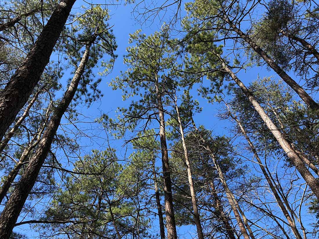 Trees at Occoquan Regional Park.