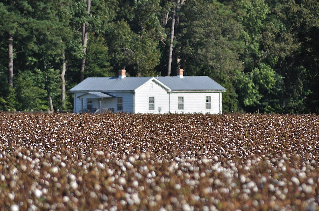 Cotton fields in Williamsburg, Virginia.