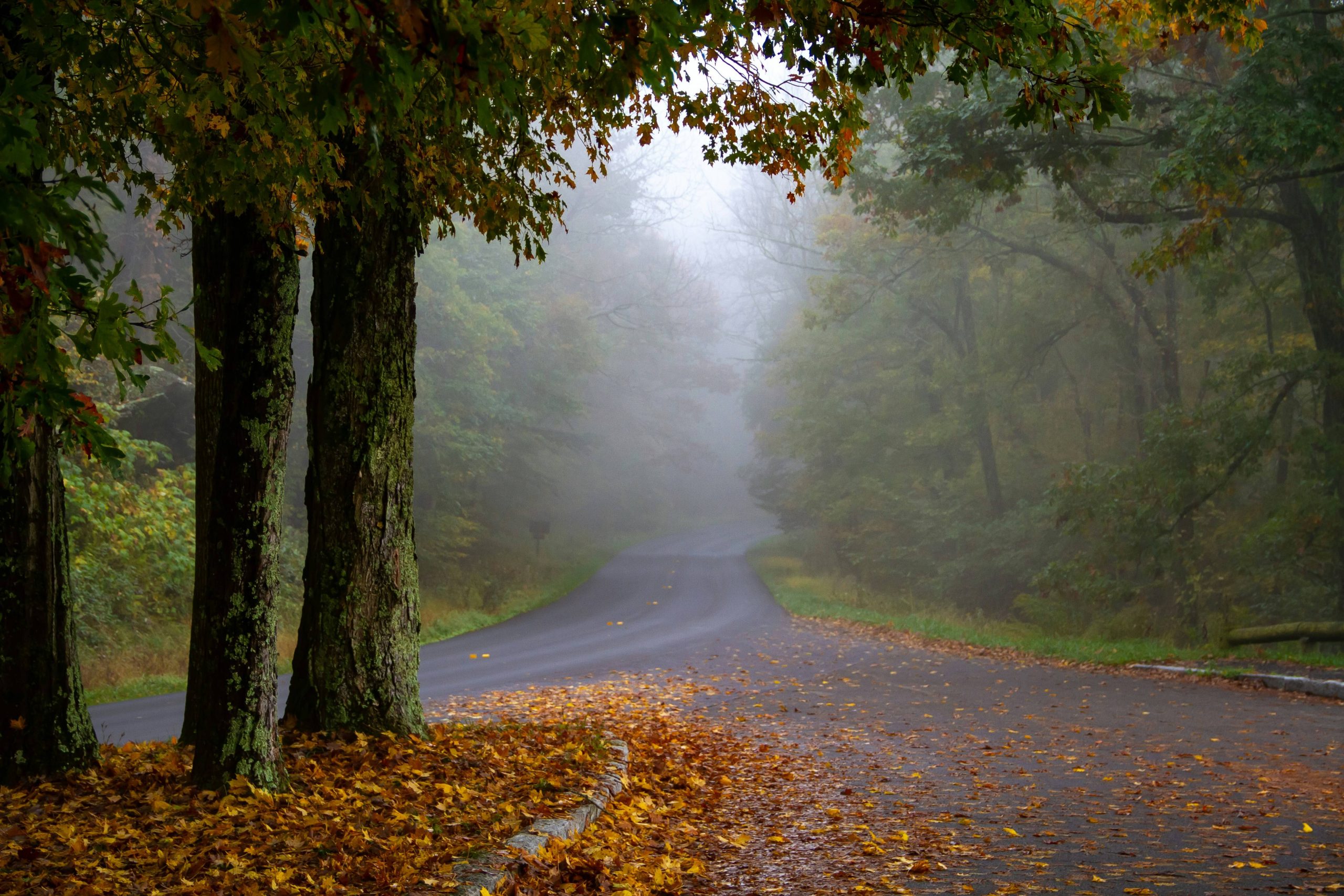 A misty forest road with fallen leaves on the ground.