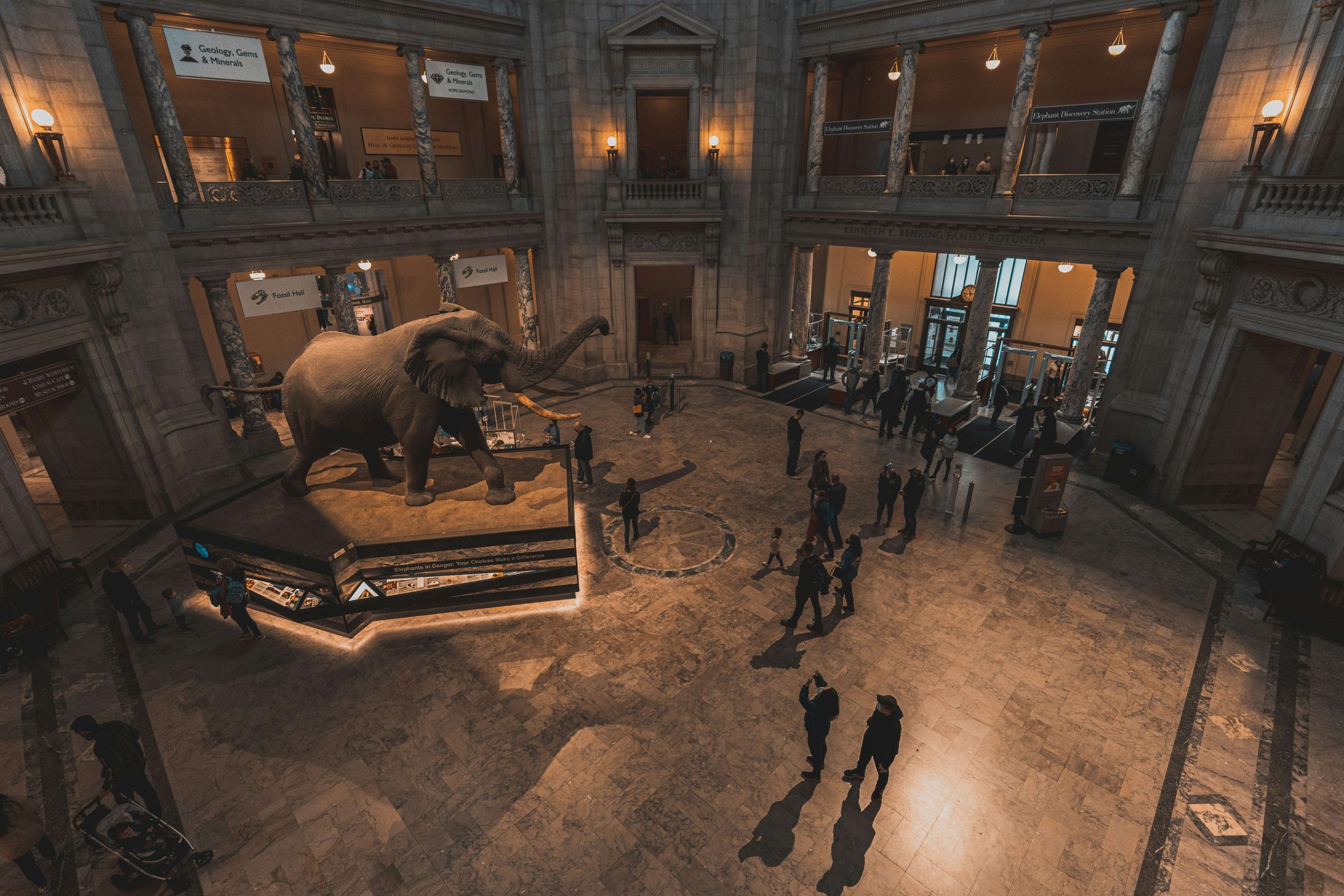 People looking at a life-size elephant figure inside a natural history museum in Washington DC.
