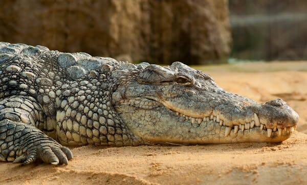 A crocodile lying on its front.