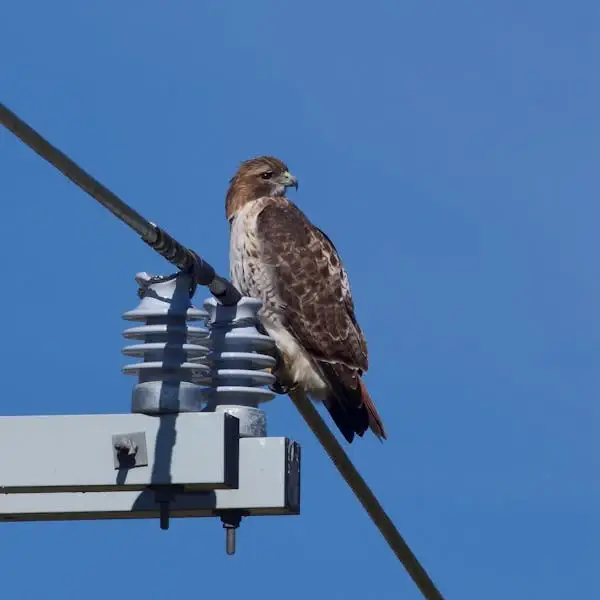 A little bird on an electrical wire.