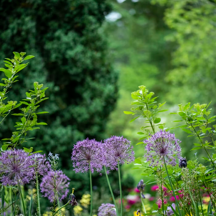 Various flowers and plants at a garden in Virginia.
