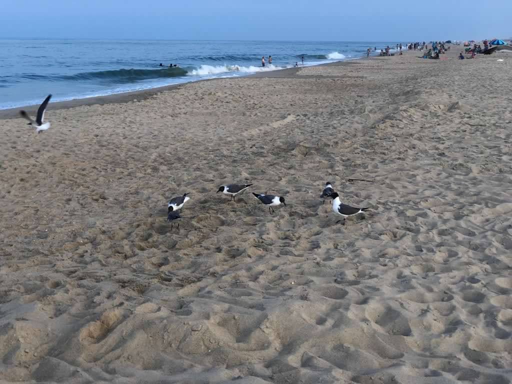Birds on a beach.