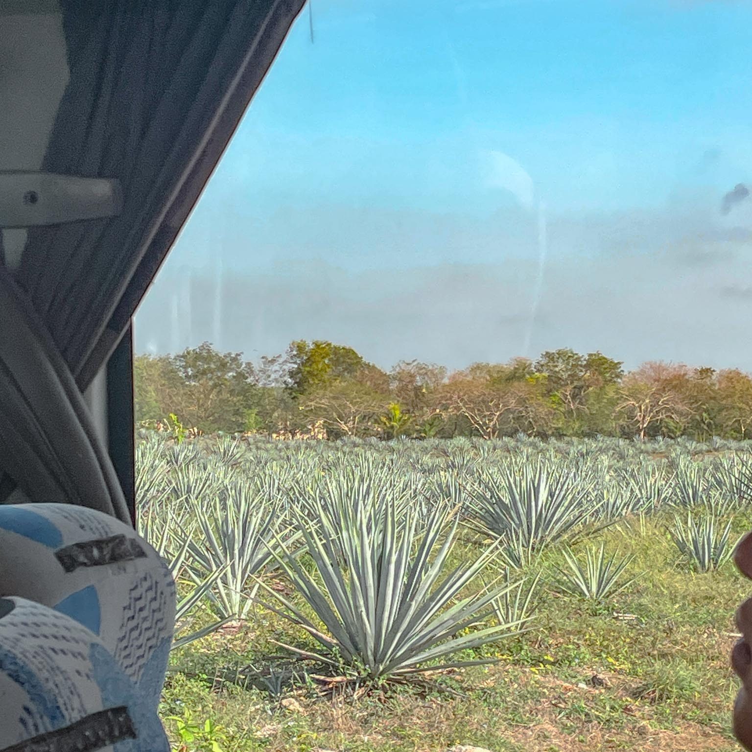 agave farms in mexico