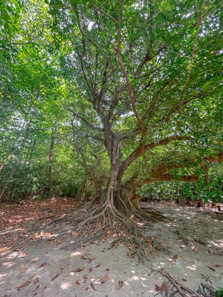 big tree