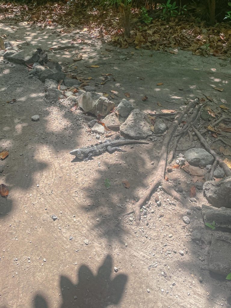 iguana resting in the sun