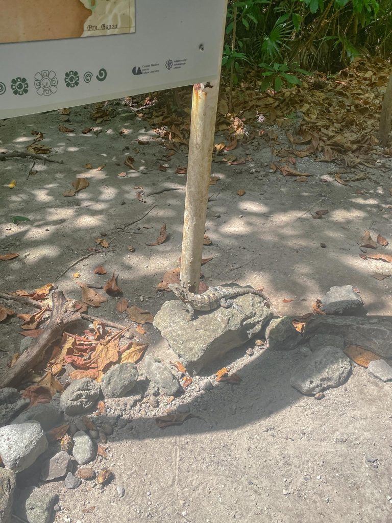 iguana resting in the sun near a sign