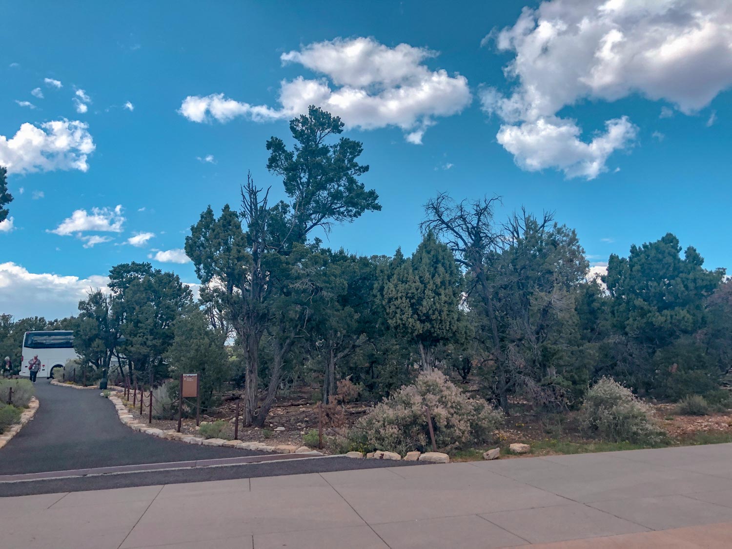 The parking lot near Grand Canyon South Rim, partly paved road and partly with trees.