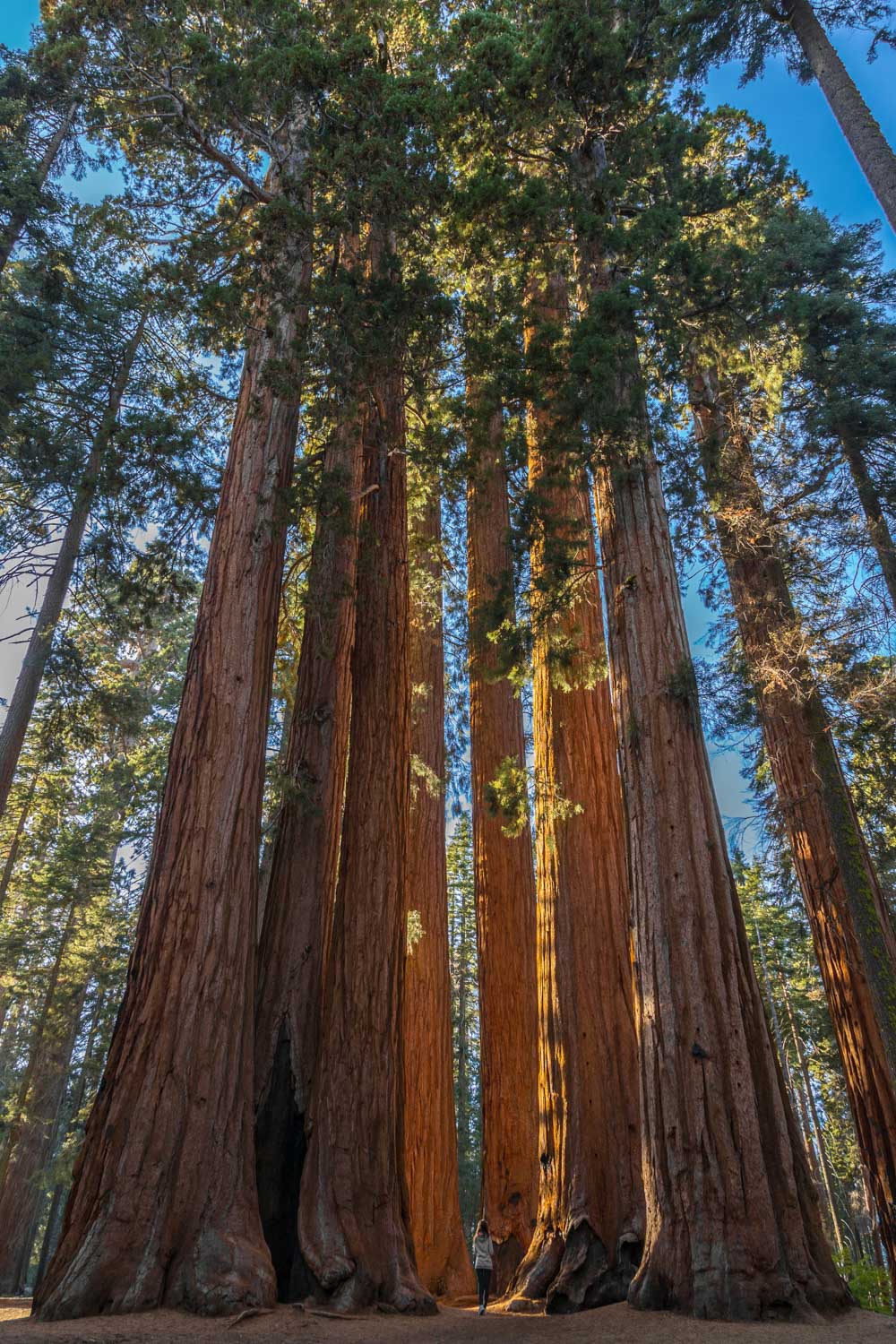 Giant trees with huge trunks.