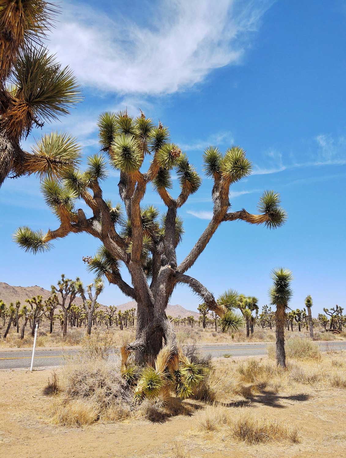 Joshua trees in a desert.
