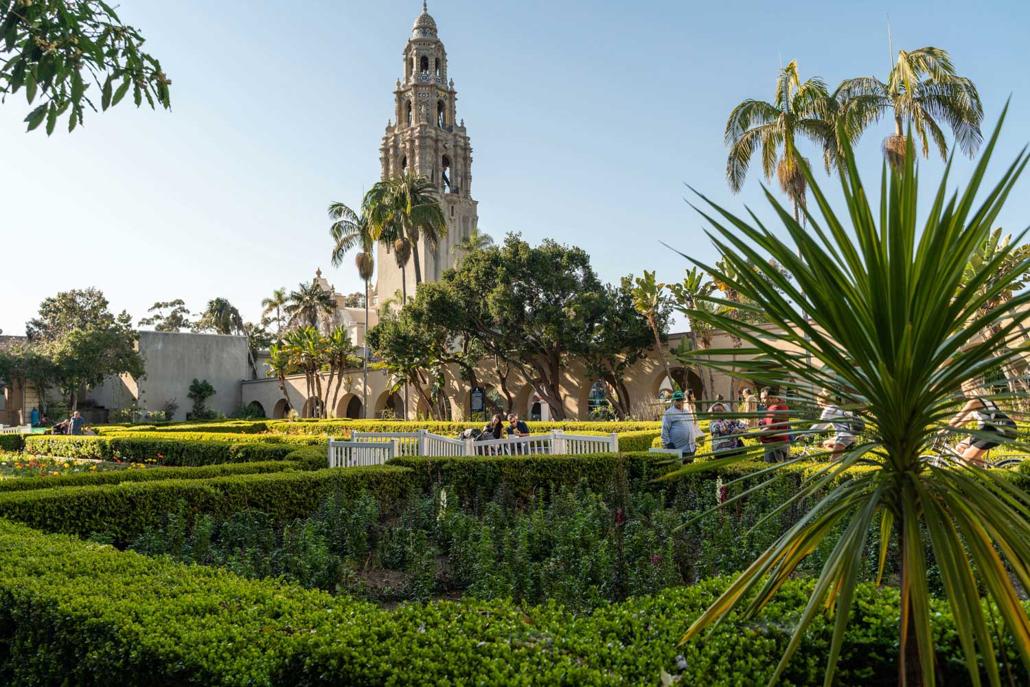 A park in San Diego with buildings, palm trees, and bushes.