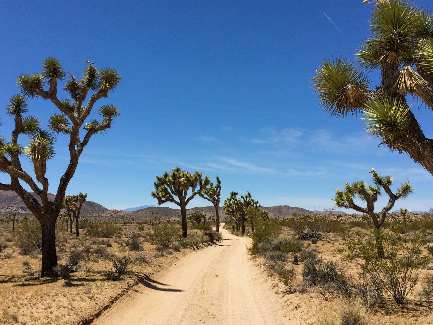 A road path through Mojave Desert's Joshua Tree National Park.