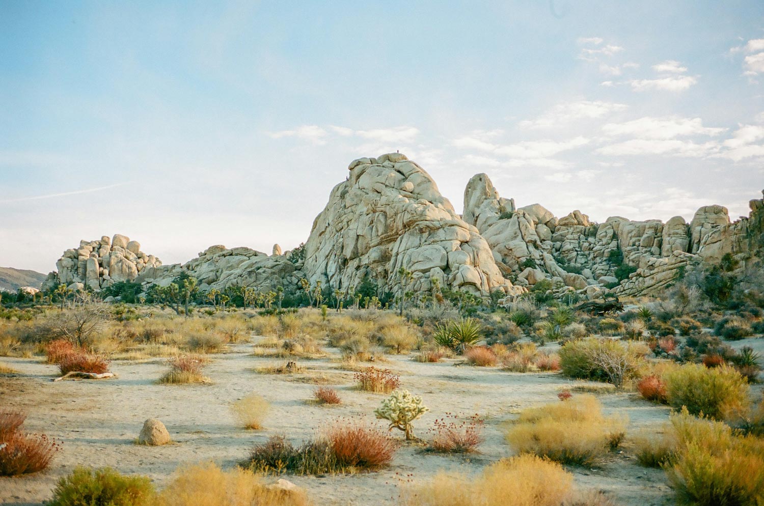 Plants and rocky mountain-like structures at Joshua Tree National Park.