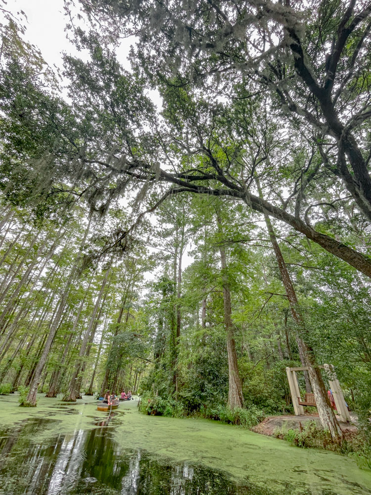 Tall trees at a swamp Cypress Gardens in Charleston, South Carolina.