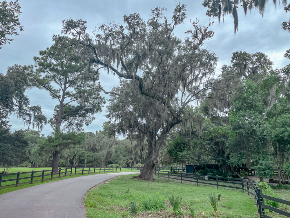 A willow tree at a plantation in Charleston, South Carolina.
