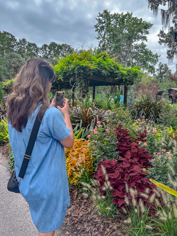 A woman taking pictures of plants at Magnolia Plantation in Charleston, South Carolina, using her phone.