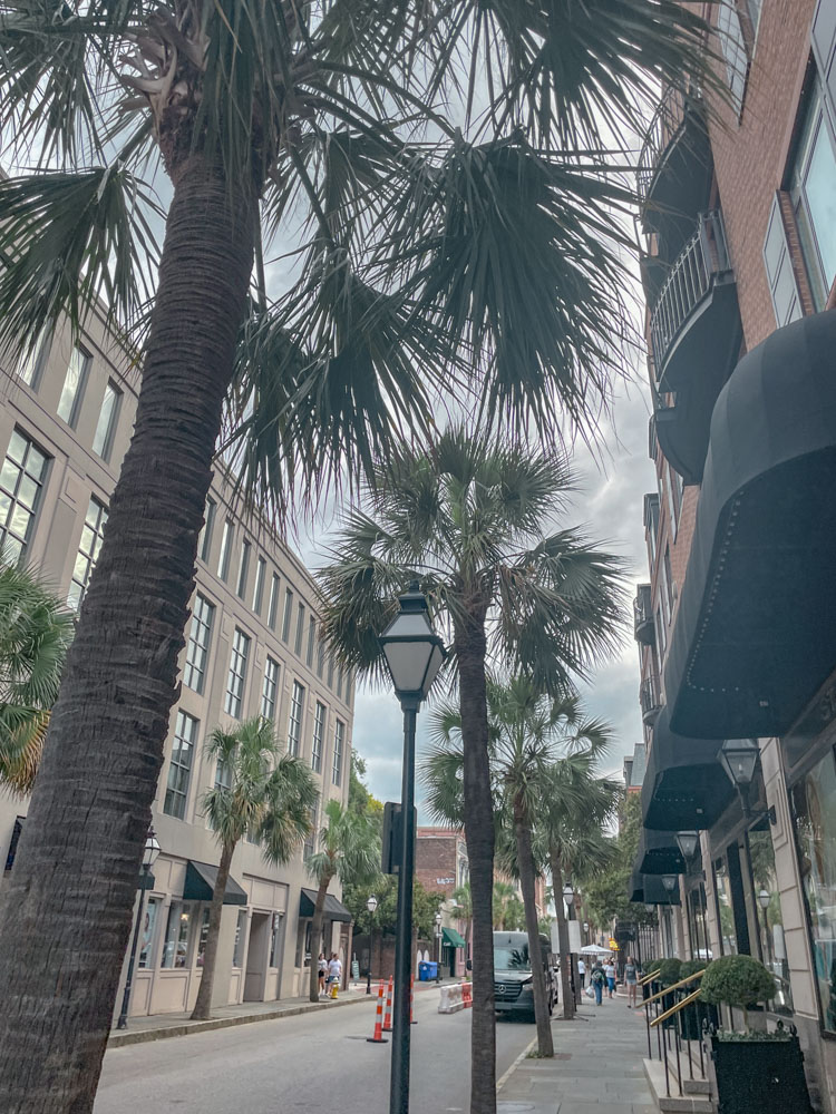 Trees on the sidewalk in Charleston, South Carolina.