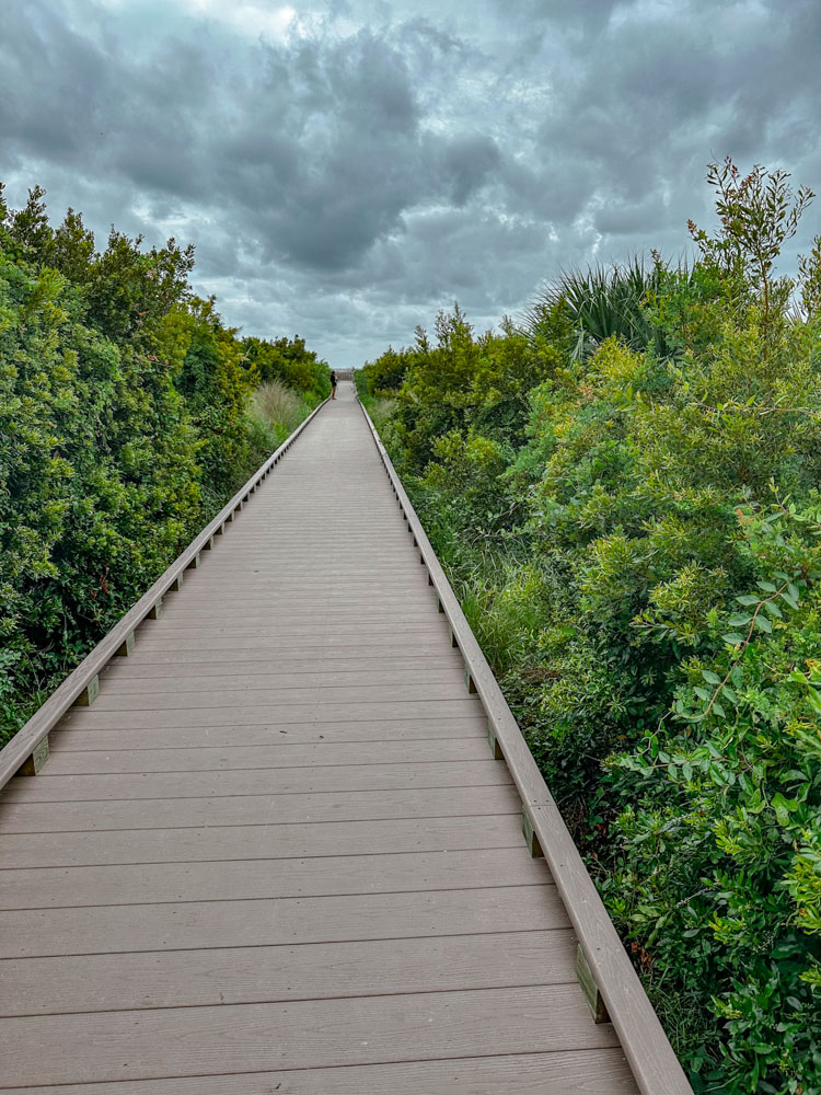 A boardwalk surrounded by bushes in Charleston, South Carolina.