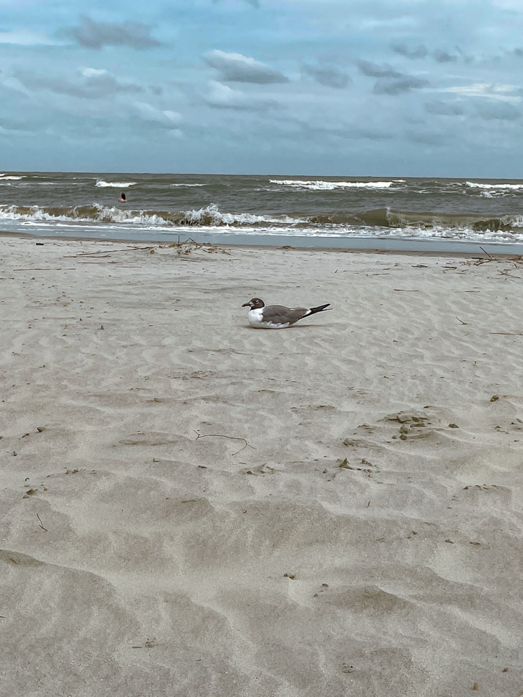 A bird sitting on the sand at Sullivan Island in Charleson, South Carolina.