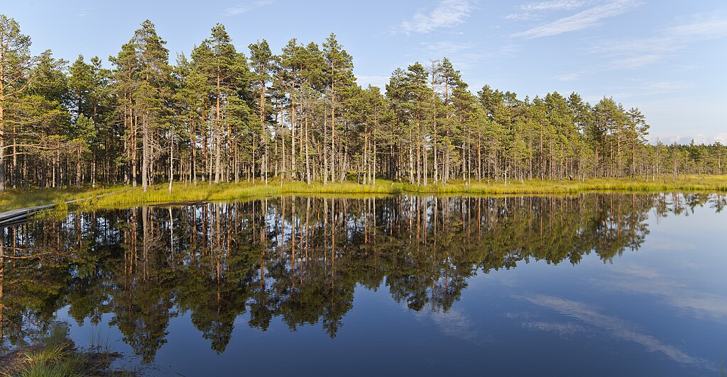 A bog surrounded by tall trees at a national park in Tallinn, Estonia.