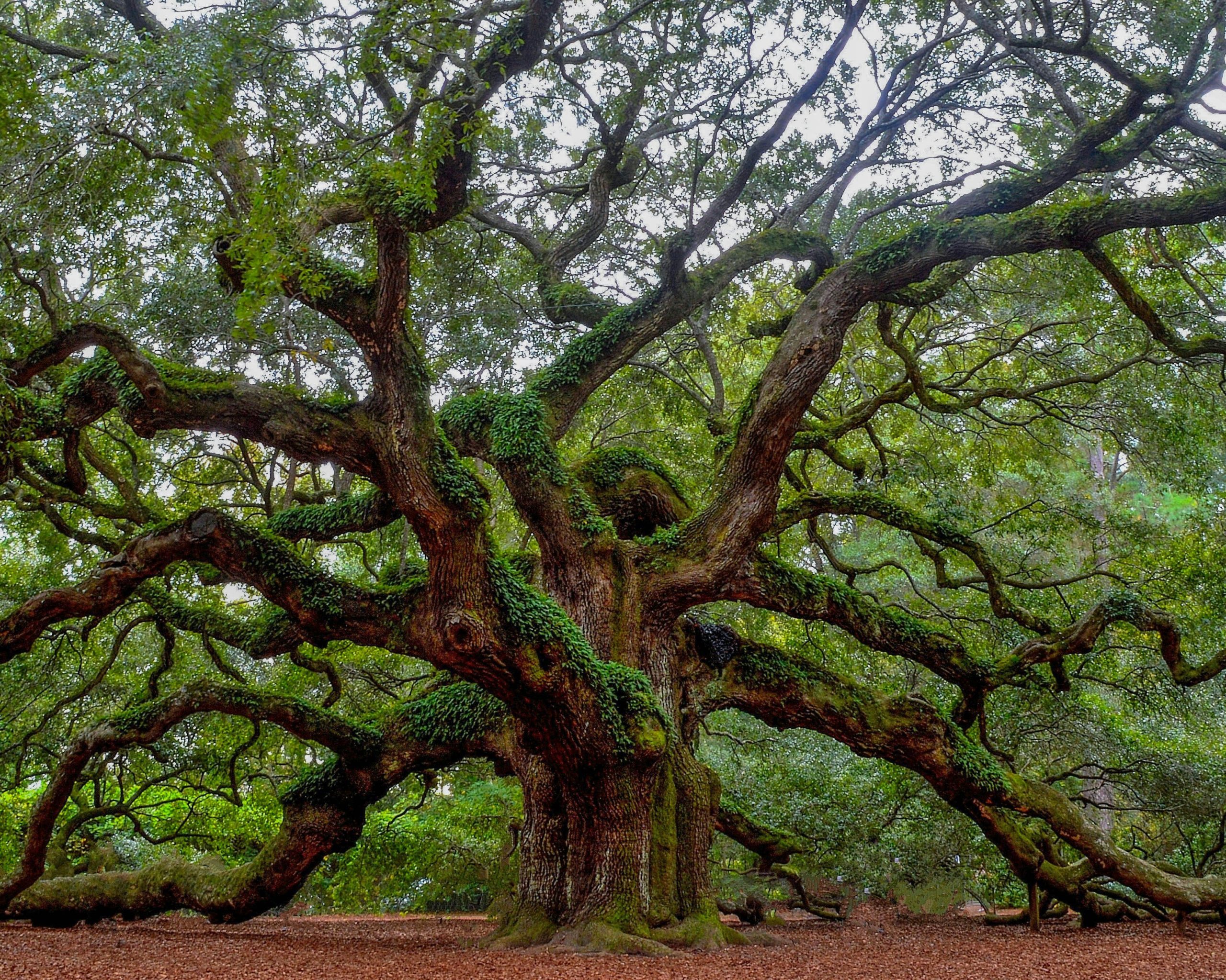 Huge, majestic oak tree in Charleston, South Carolina.