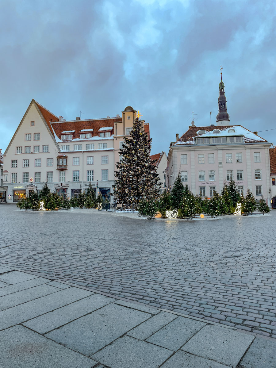 Christmas trees in front of Medieval buildings in Tallinn Old Town.