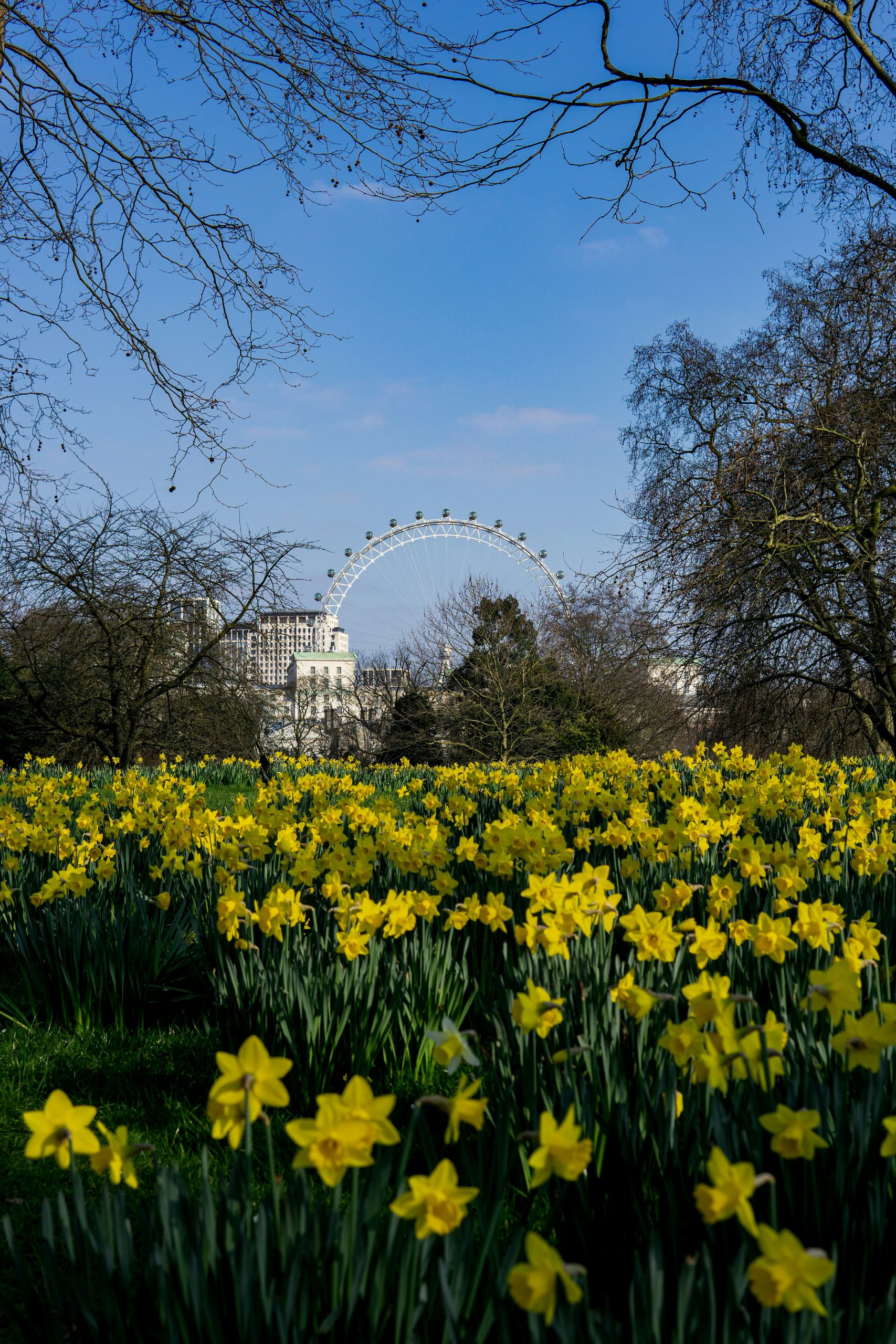 Yellow flowers at the park with a view of the London ferris wheel in the background.