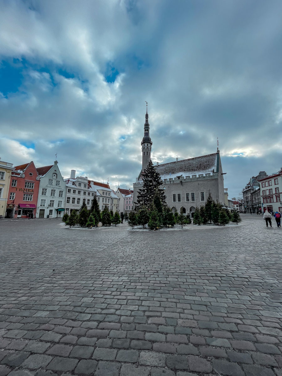 Christmas trees in front of Medieval buildings in Tallinn Old Town.