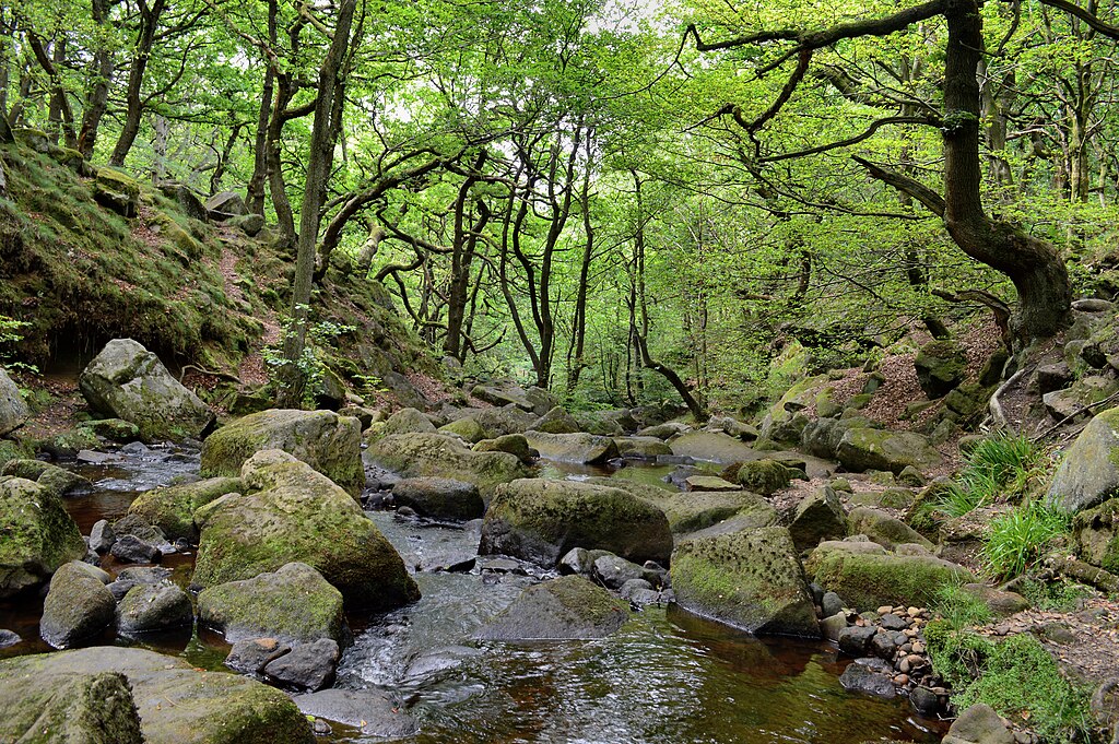 Woodlands with trees and rocky stream in England.