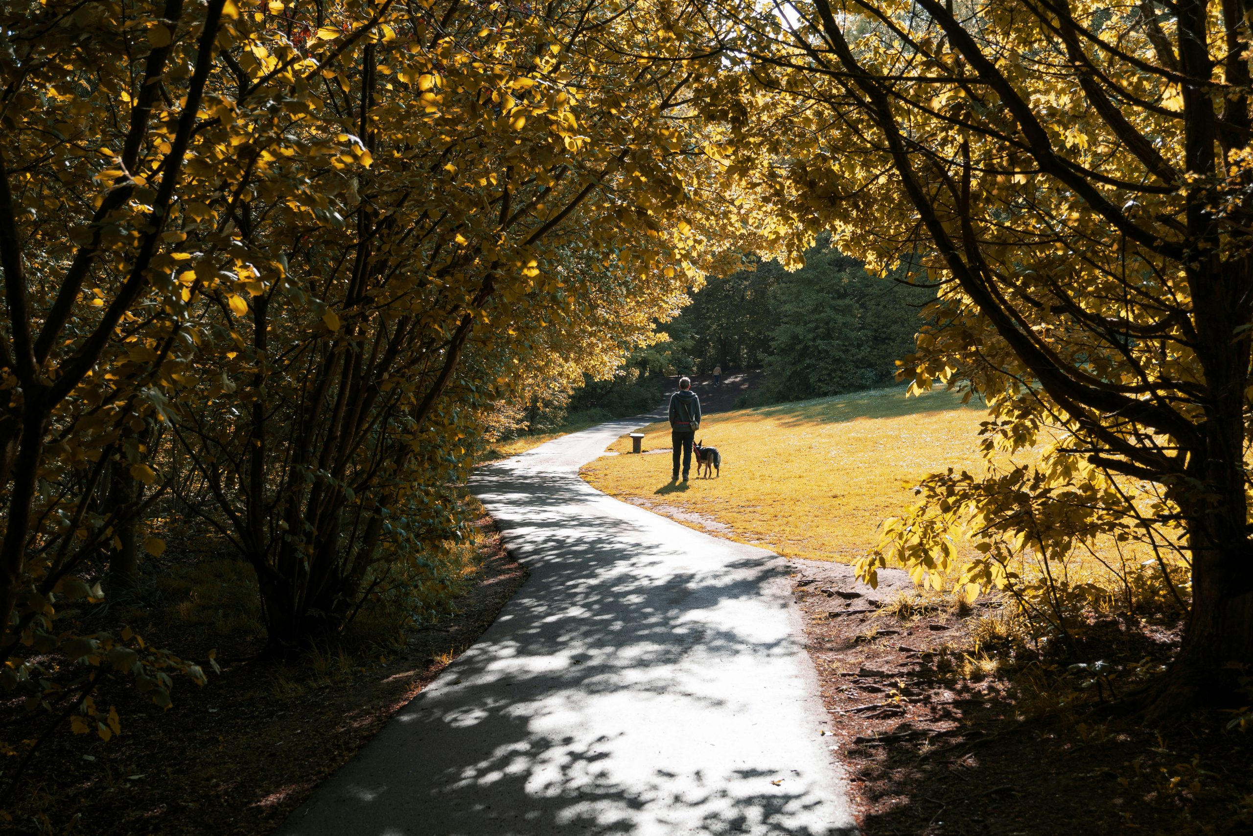 A man walking his dog at a park with a path and trees in Sheffield, UK.