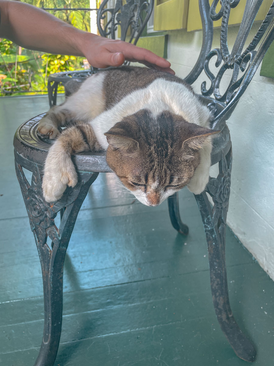 A cat lying down on a chair being petted.