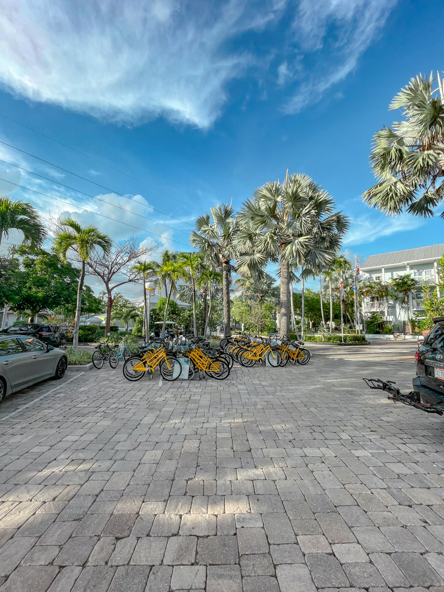 Bicycles parked near trees in Key West, Florida.