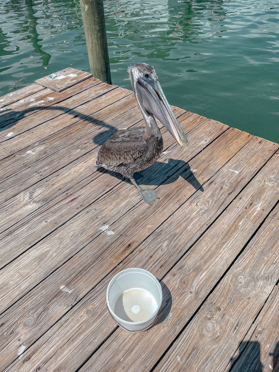 Brown Pelican on a wooden dock in Key West, Florida.