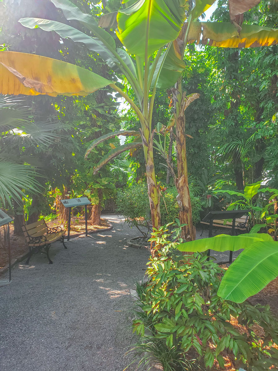 An area full of plants and trees with benches in Key West, Florida.