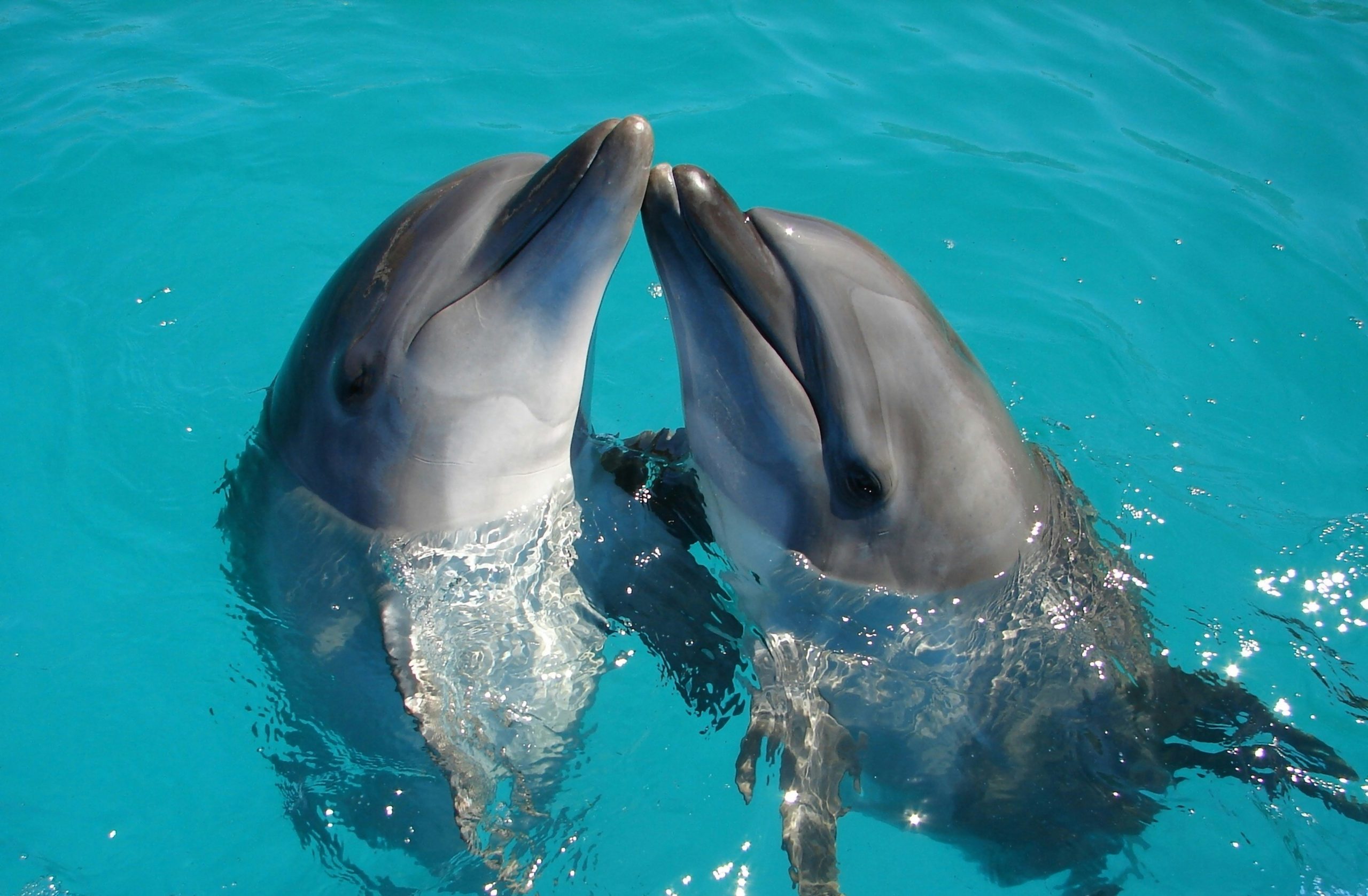 Two dolphins in the water.