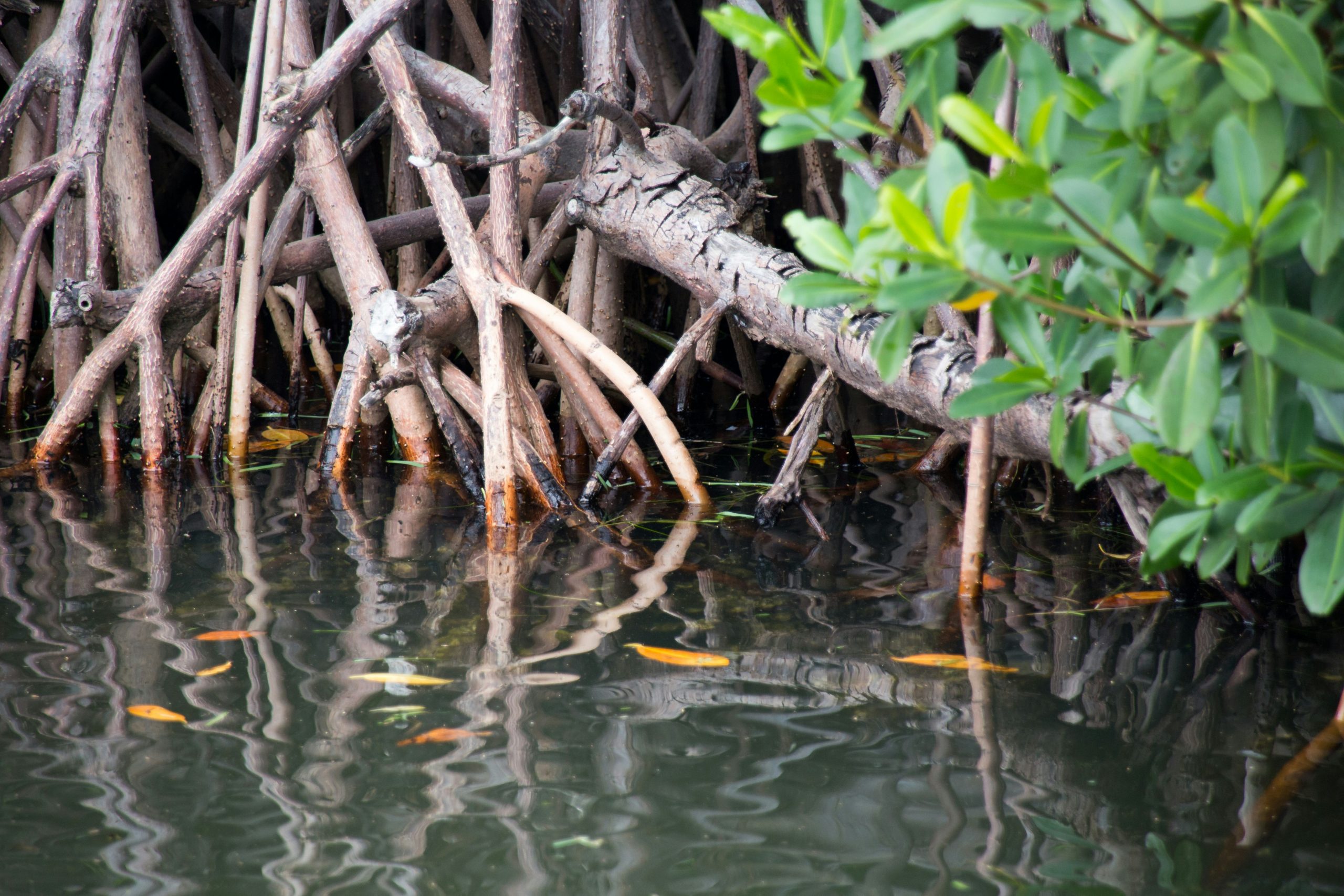Mangroves in Key West, Florida.