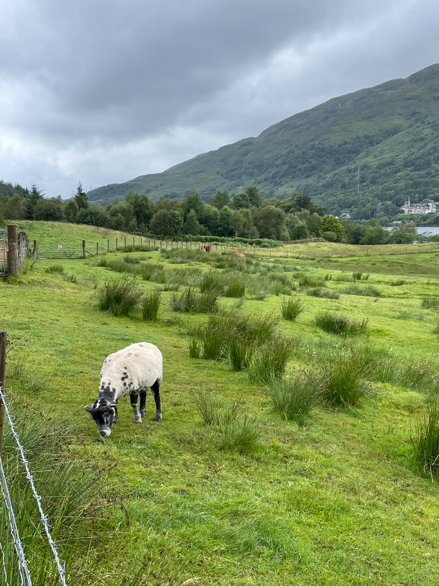 A Dutch Spotted Sheep eating grass on Scottish highlands.