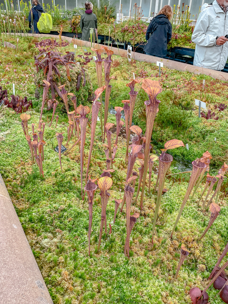 Plants inside the Glasgow Botanic Gardens.
