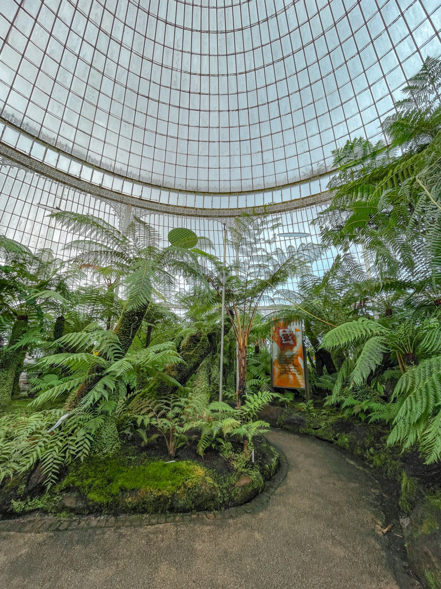 Inside a glasshouse Glasgow Botanic Gardens with ferns.