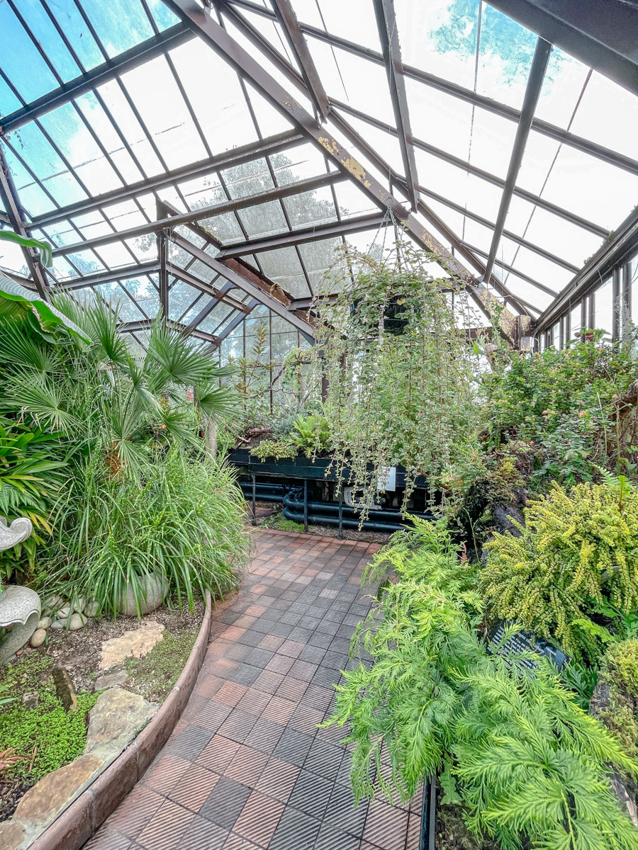 Various plants inside the Glasgow Botanic Gardens.